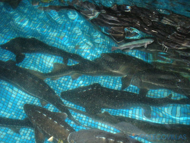 Аргируполи Аргируполи