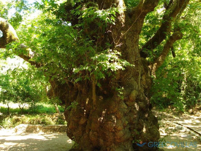 Древний платан в Аргируполи Древний платан в Аргируполи